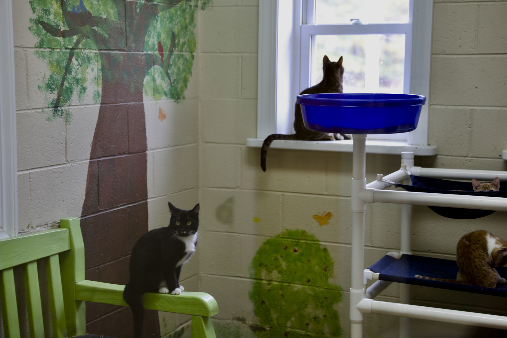 Orangeburg County Animal Shelter